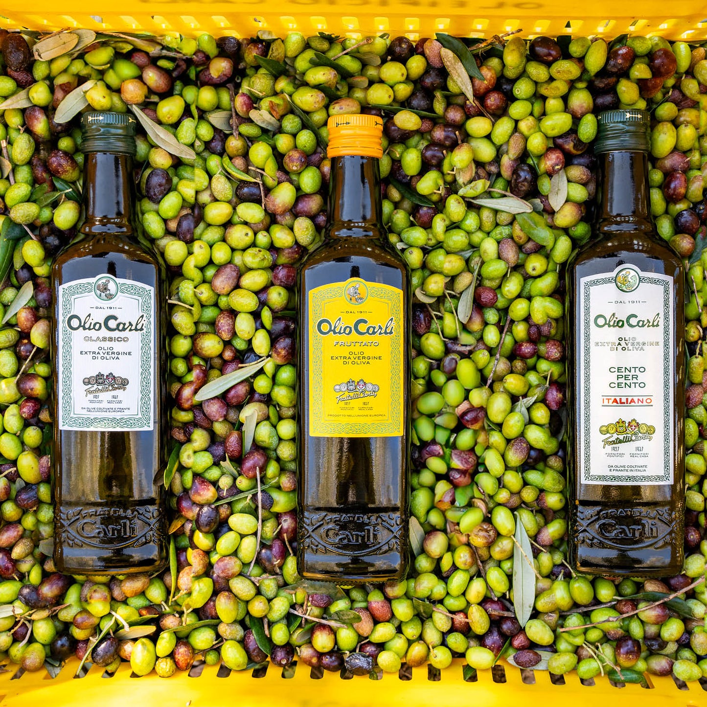 Trio Olio Carli
