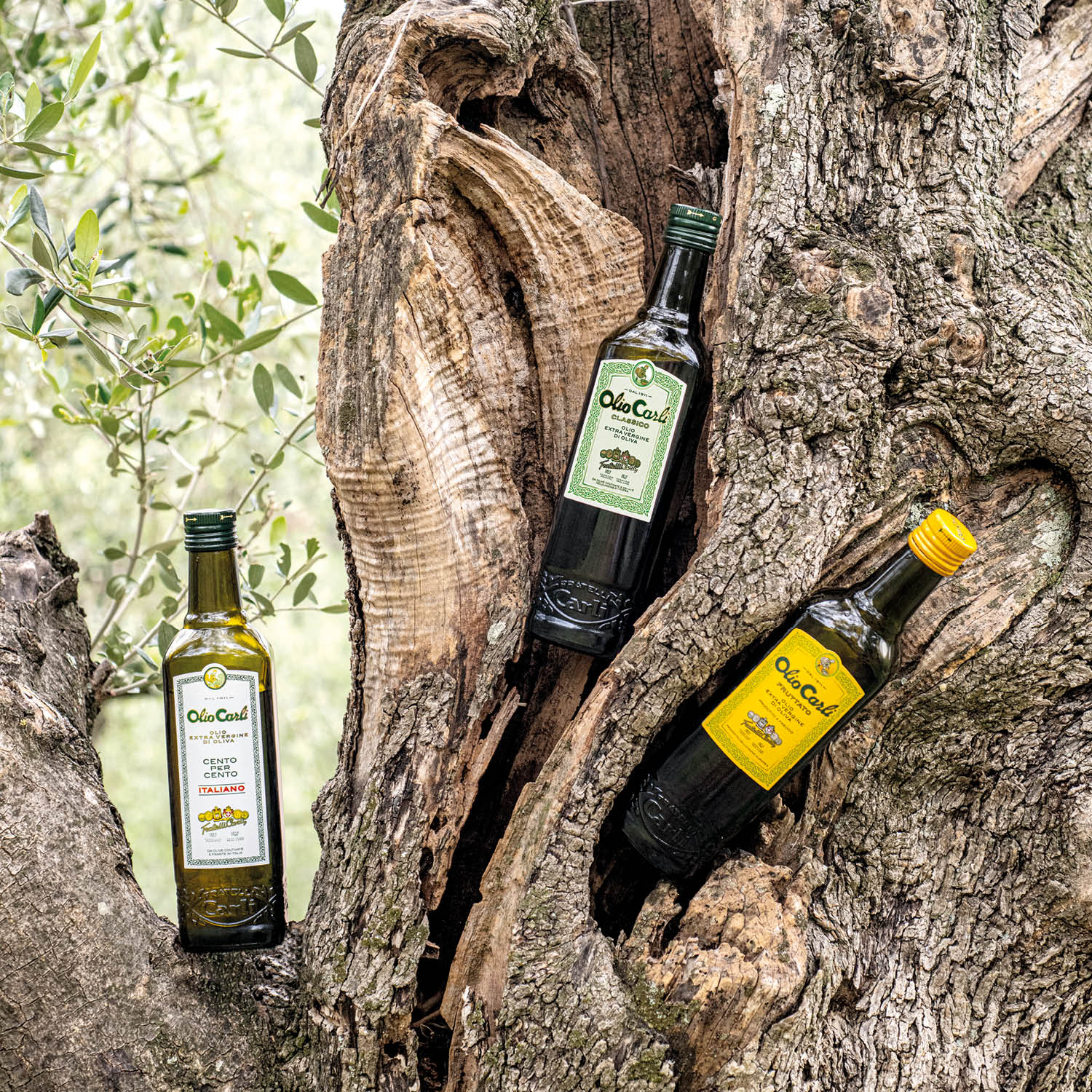 Trio Olio Carli